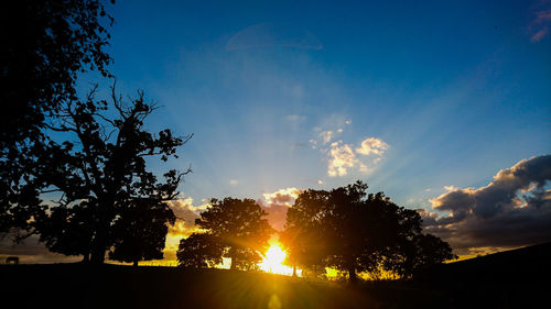 Sun shining through trees