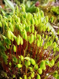 Close-up of fresh green plant