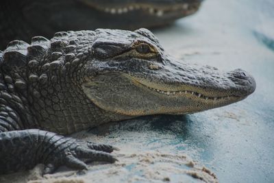 Close-up of crocodile in a water