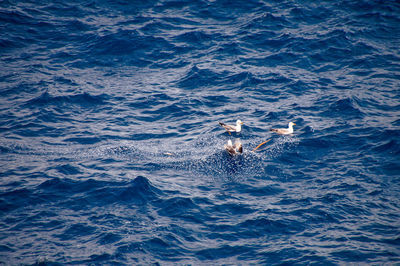 High angle view of bird swimming in sea