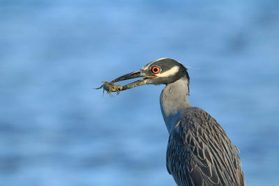 Close-up of bird against sky