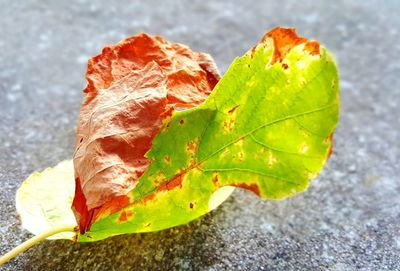 Close-up of leaves on plant