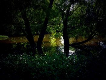 Trees by lake in forest