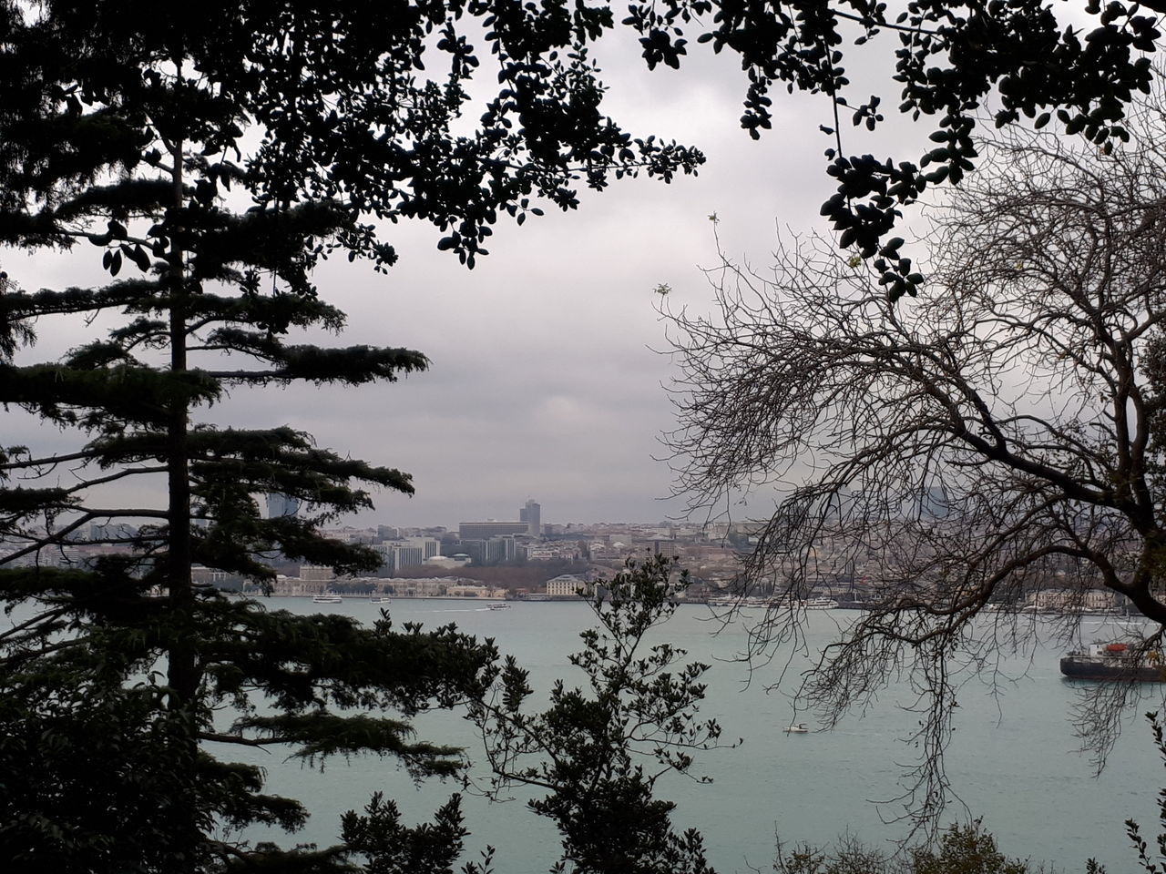 TREES BY LAKE AGAINST SKY