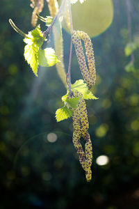 Close-up of yellow flowering plant