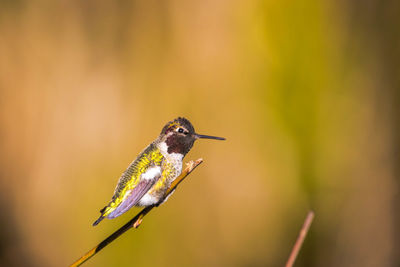 Close-up of bird perching on leaf