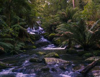 River flowing through forest