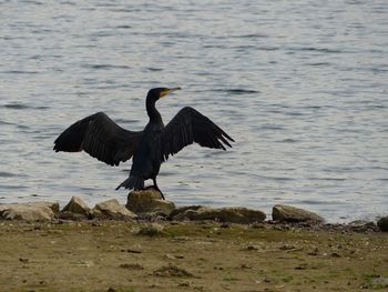 View of bird flying over lake