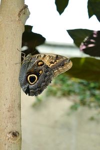 Close-up of butterfly