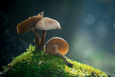 Close-up of mushroom growing outdoors