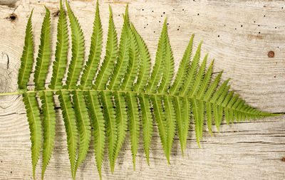 High angle view of fern growing on wood