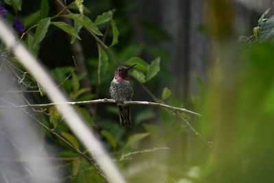 Close-up of bird perching on plant