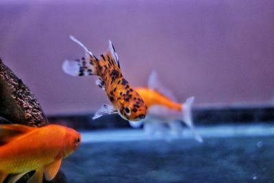 Close-up of fish swimming in sea