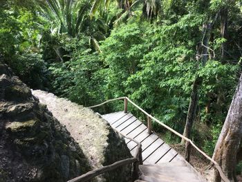 Stairs amidst trees in forest