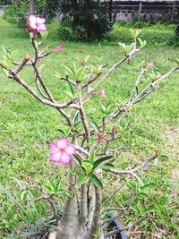 Close-up of pink flowers blooming outdoors