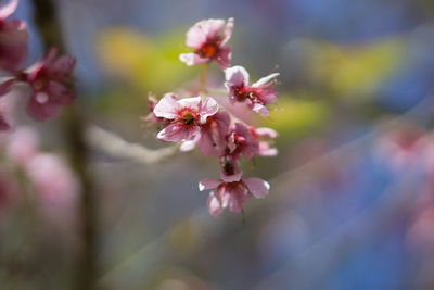 Close-up of pink cherry blossoms