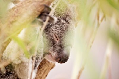 Close-up of koala in a tree