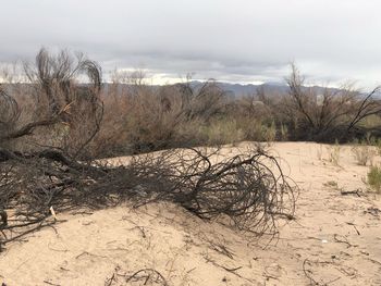 View of sand dunes at beach against sky