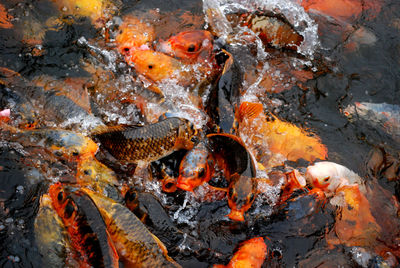 High angle view of koi fish in pond