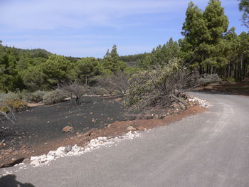 Road amidst trees against sky