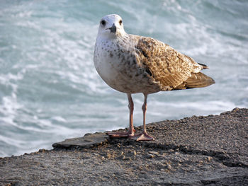 Close-up of bird perching on ground