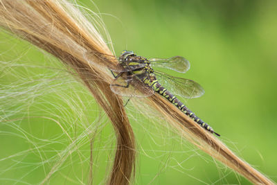 Close-up of insect on grass