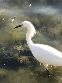Side view of a bird in water