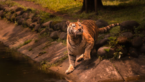 Tiger by water