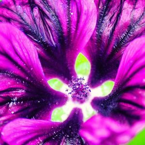 Close-up of pink flower