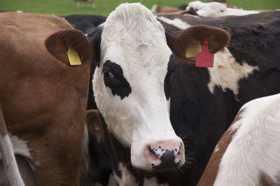 Close-up of cow