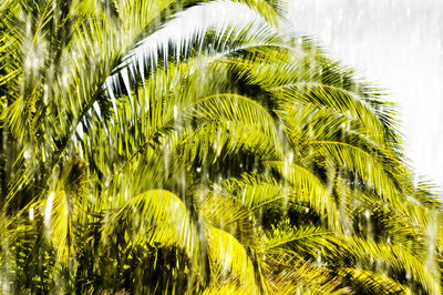 Close-up of palm trees