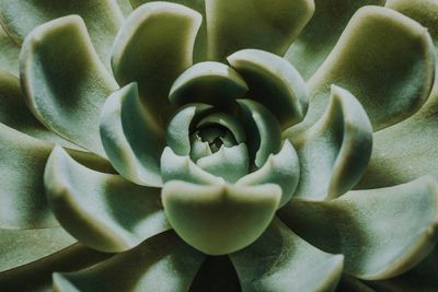 Close-up of succulent plant