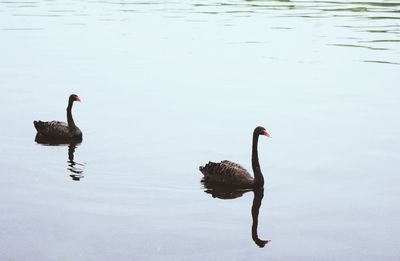 High angle view of black swans swimming in lake