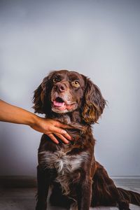 Portrait of dog holding umbrella against wall