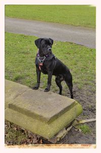 Dog standing on grassy field