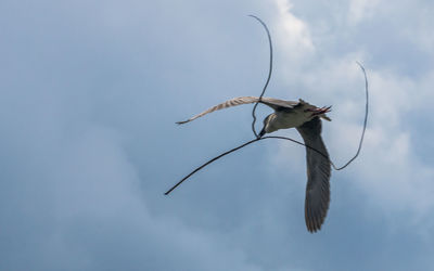 Close-up of bird hanging against sky