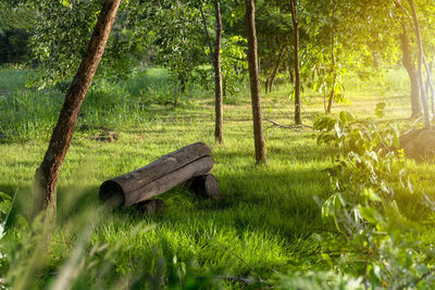 Trees on field in forest