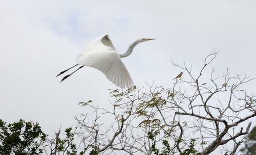 Low angle view of bird flying against sky