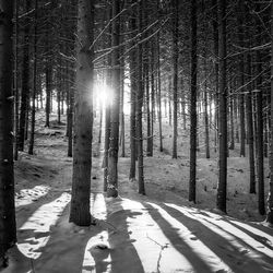 Trees in forest during winter