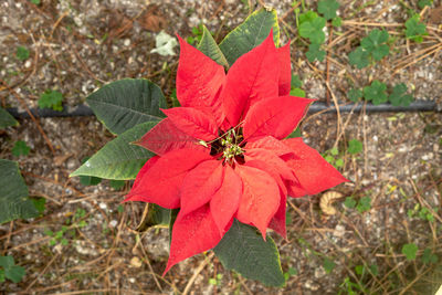 High angle view of red flower on plant
