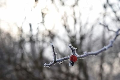 Close-up of tree during winter