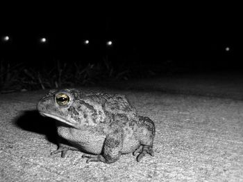 Close-up of lizard on sand at night