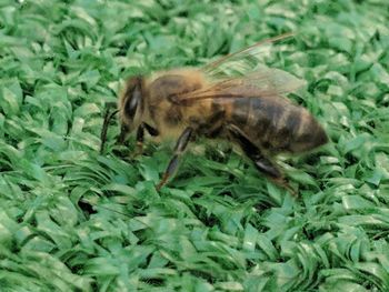 Close-up of bee on a plant