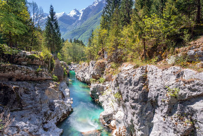 Scenic view of waterfall in forest