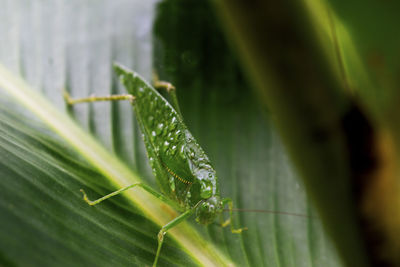 Close-up of wet grasshopper on leaf