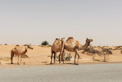 A herd of domesticated one-humped arab camels walking along the road, dubai united arab emirates