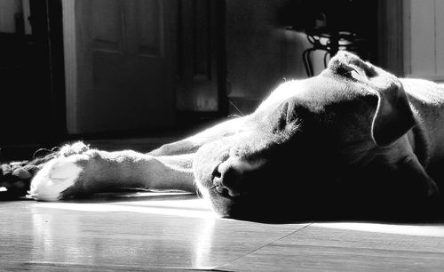 Close-up of a dog resting on floor at home