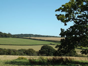 Scenic view of field against clear sky