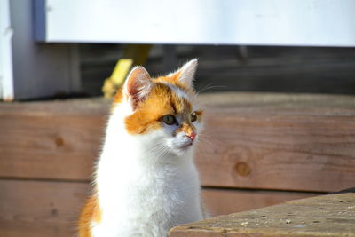 Close-up of a cat looking away