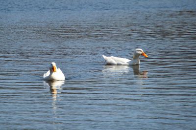 Birds in calm water